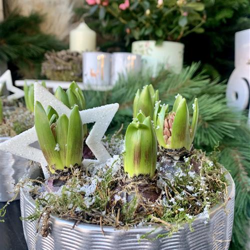 Bulb Gift Planter