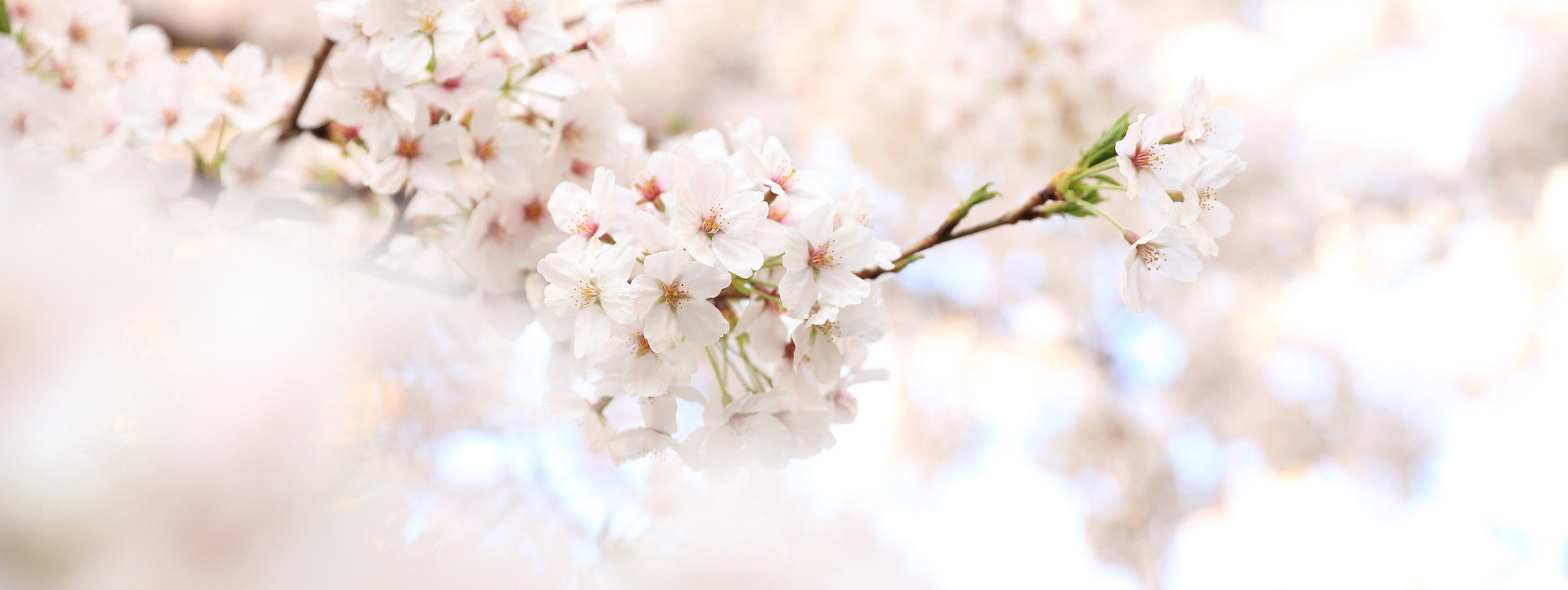 Flower House Wirral Online Shop